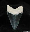 Bone Valley Megalodon Tooth #526-2